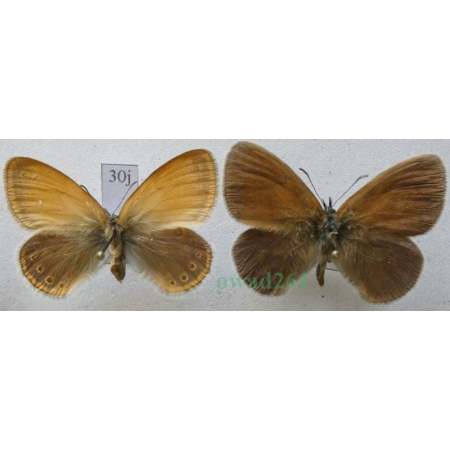 Coenonympha glycerion (Borkhausen, 1788) pair Strzępotek glicerion Czech30j
